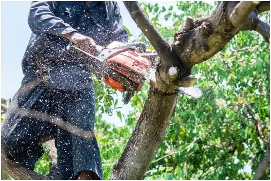 tree services Dell Rapids